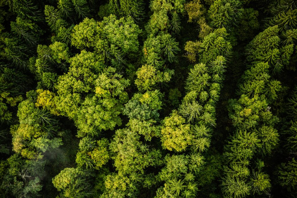 Gruppo Grazioli, report di Sostenibilità 2025, natura, green