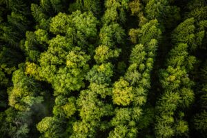 Gruppo Grazioli, report di Sostenibilità 2025, natura, green